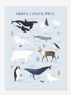 Têxtil-lar e Decoração-Decoração-Póster Animais do Polo Norte/Sul, da LILIPINSO