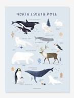 Póster Animais do Polo Norte/Sul, da LILIPINSO azul-cristalino 